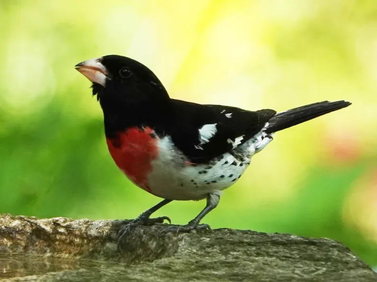 A rose-breasted grosbeak in Lincoln, photographed by Ron McAdow.
