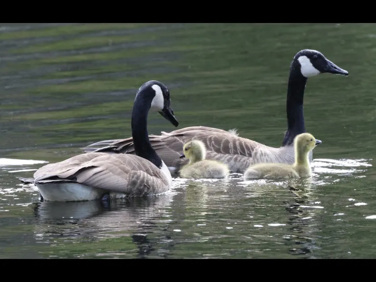 Canada geese at Grist Mill Pond in Sudbury, photographed by Steve Forman.