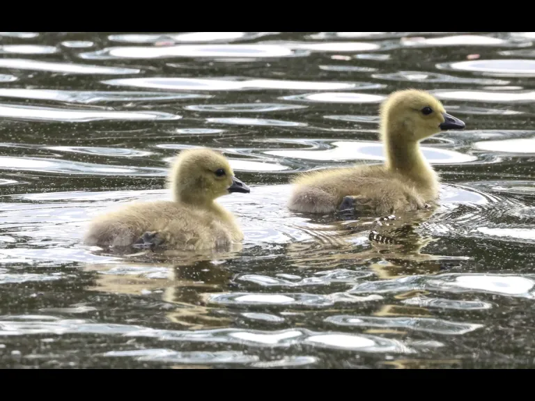 Canada goose goslings at Grist Mill Pond in Sudbury, photographed by Steve Forman.