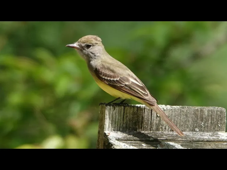 A great crested flycatcher in Lincoln, photographed by Ron McAdow.