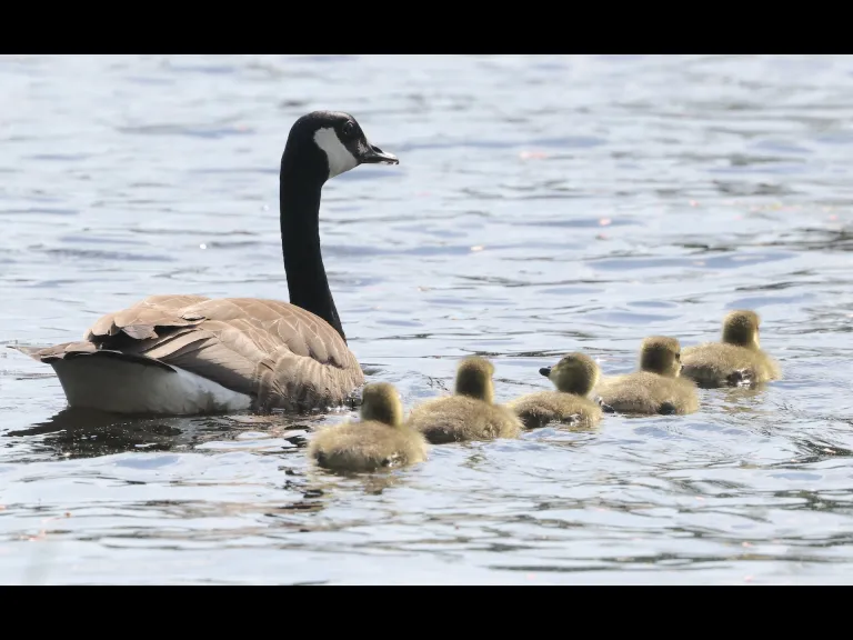 Canada geese at Grist Mill Pond in Sudbury, photographed by Steve Forman.