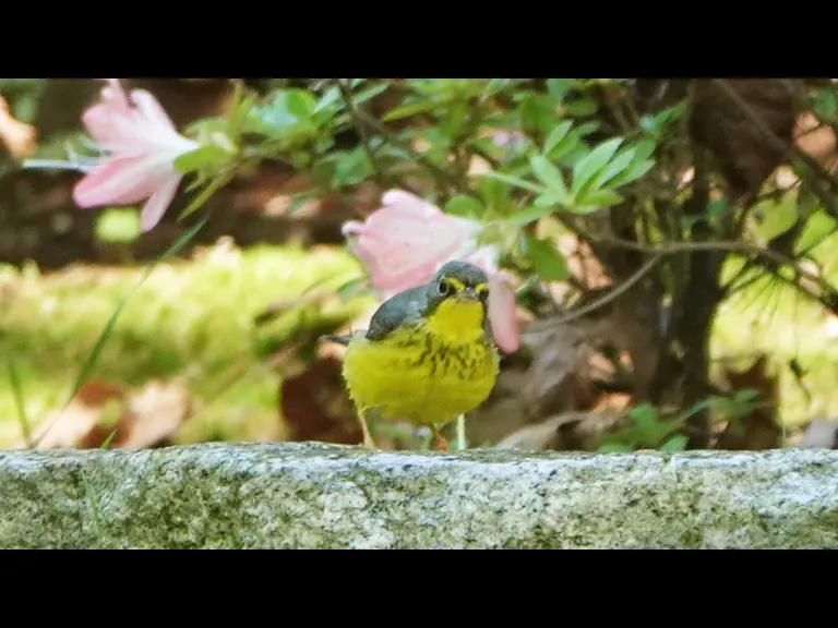 A Canada warbler in Lincoln, photographed by Ron McAdow.