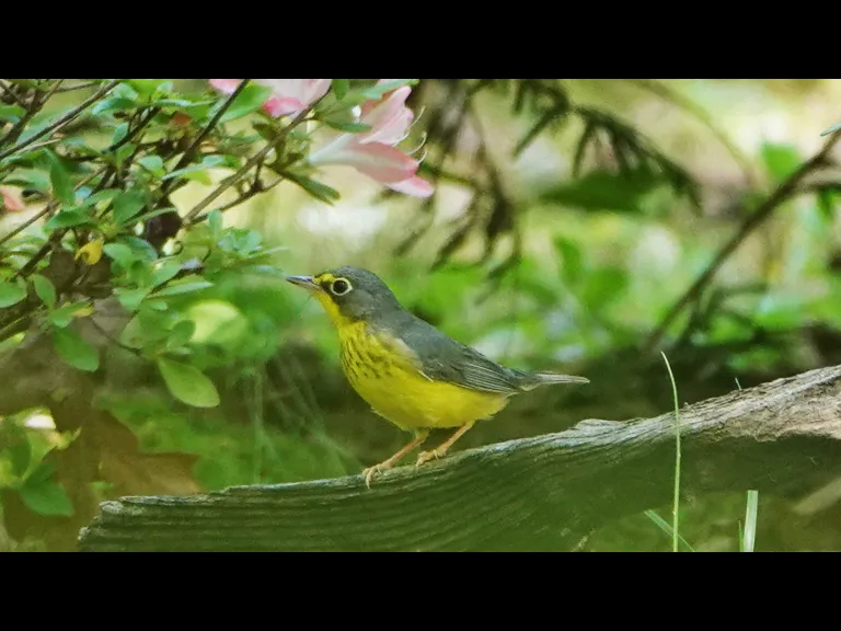 A Canada warbler in Lincoln, photographed by Ron McAdow.