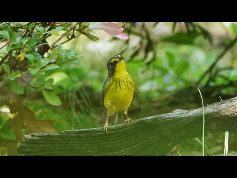 A Canada warbler in Lincoln, photographed by Ron McAdow.