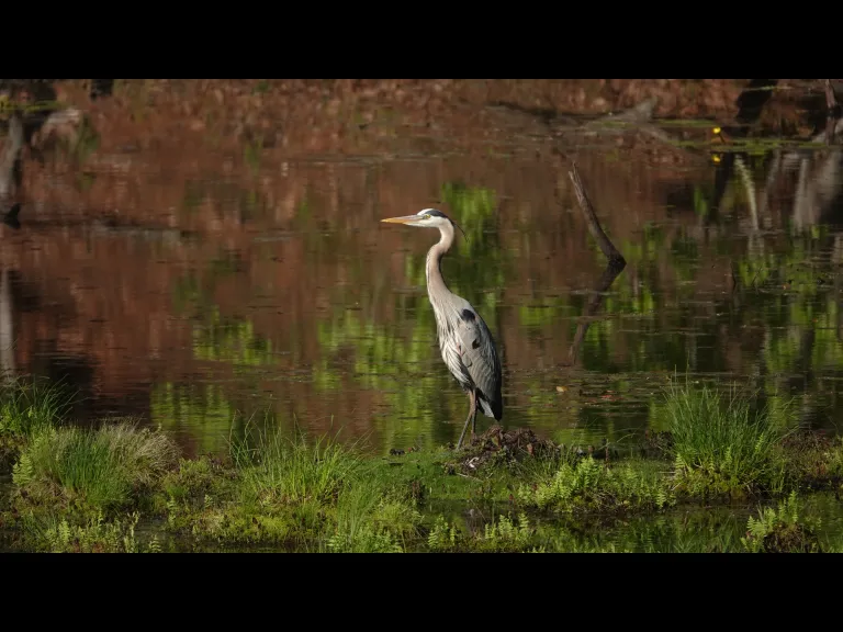 A great blue heron at Heywood's Meadow in Lincoln, photographed by Ron McAdow.