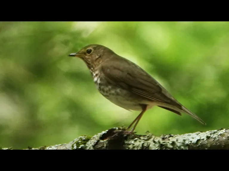 A Swainson's thrush at Mt. Misery in Lincoln, photographed by Ron McAdow.