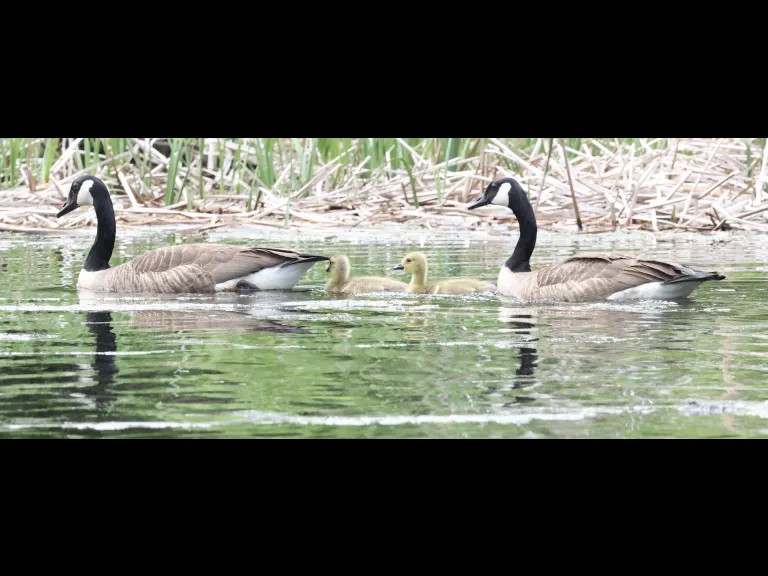 Canada geese at Grist Mill Pond in Sudbury, photographed by Steve Forman.