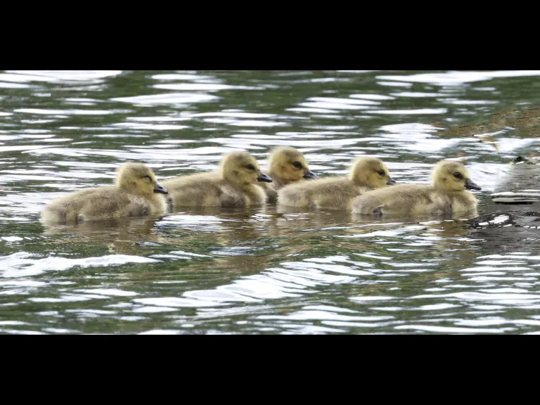 Canada geese at Grist Mill Pond in Sudbury, photographed by Steve Forman.