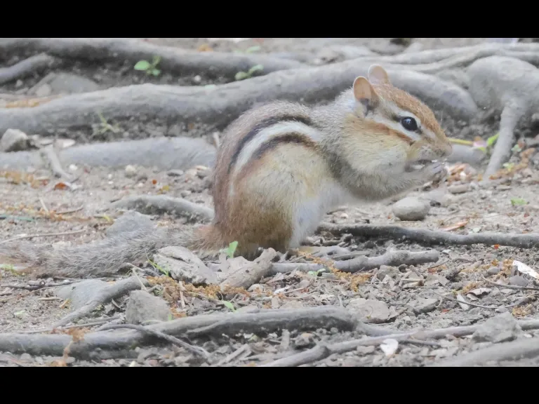An eastern chipmunk at Hager Pond in Marlborough, photographed by Steve Forman.