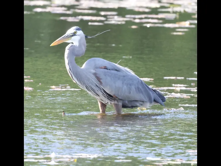 A great blue heron at Bruce's Pond in Hudson, photographed by Steve Forman.