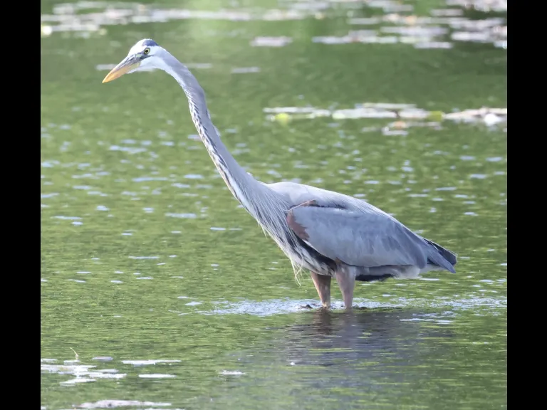 A great blue heron at Bruce's Pond in Hudson, photographed by Steve Forman.