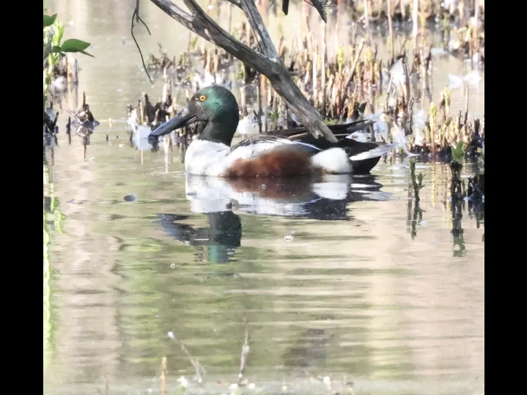 A northern shoveler at Bruce's Pond in Hudson, photographed by Steve Forman.