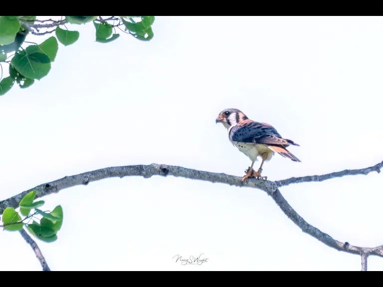 An American kestrel at Wayne F. MacCallum Wildlife Management Area in Westborough, photographed by Nancy Szostak Wright.