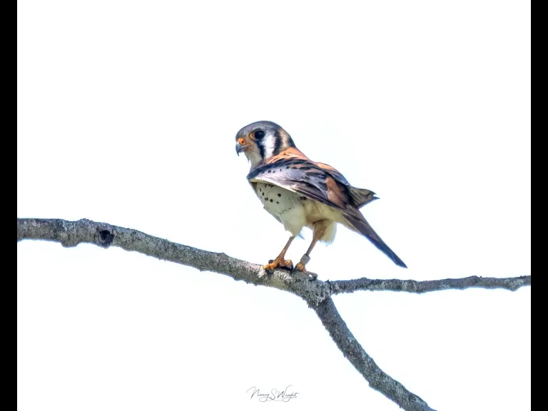 An American kestrel at Wayne F. MacCallum Wildlife Management Area in Westborough, photographed by Nancy Szostak Wright.