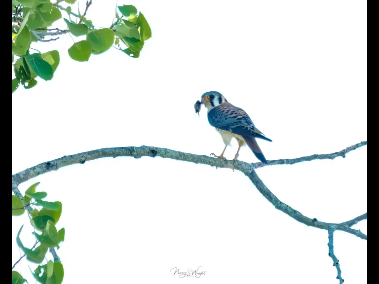 An American kestrel at Wayne F. MacCallum Wildlife Management Area in Westborough, photographed by Nancy Szostak Wright.