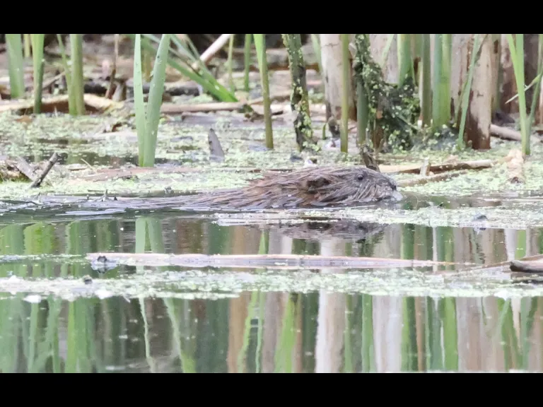 A beaver at Grist Mill Pond in Sudbury, photographed by Steve Forman.