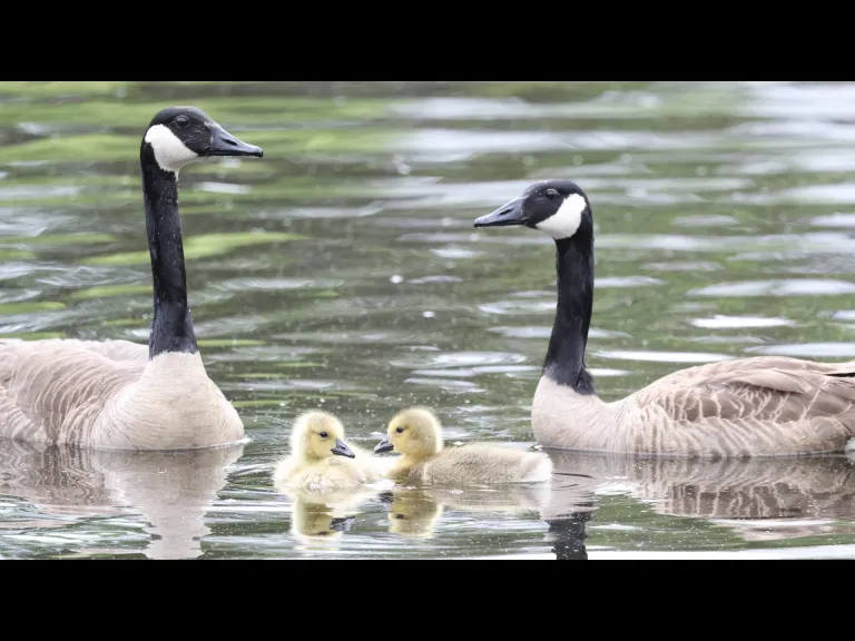 Canada geese at Grist Mill Pond in Sudbury, photographed by Steve Forman.