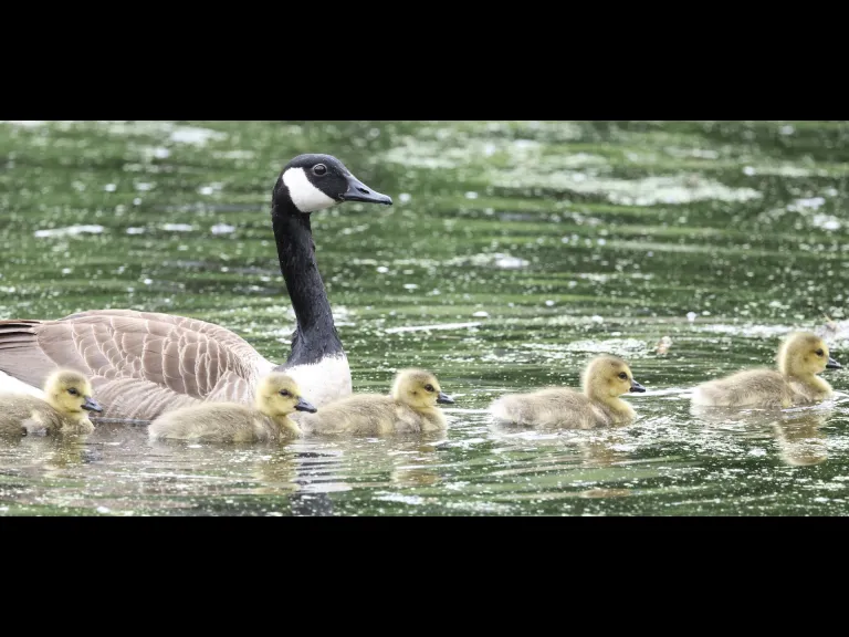 Canada geese at Grist Mill Pond in Sudbury, photographed by Steve Forman.
