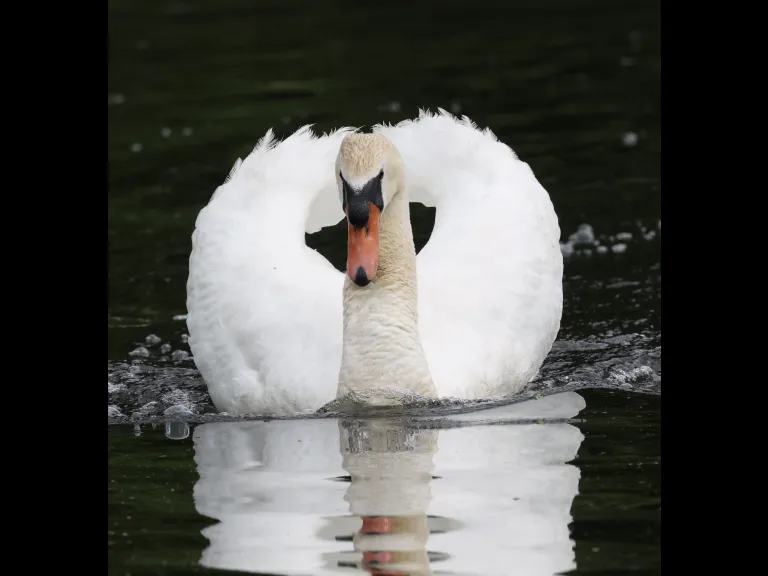 A mute swan at Grist Mill Pond in Sudbury, photographed by Steve Forman.