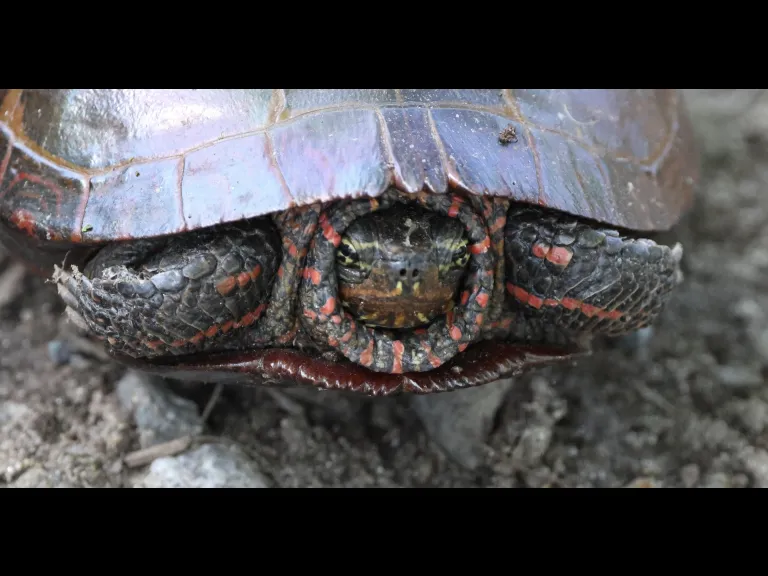 A painted turtle at Hager Pond in Marlborough, photographed by Steve Forman.A painted turtle at Hager Pond in Marlborough, photographed by Steve Forman.