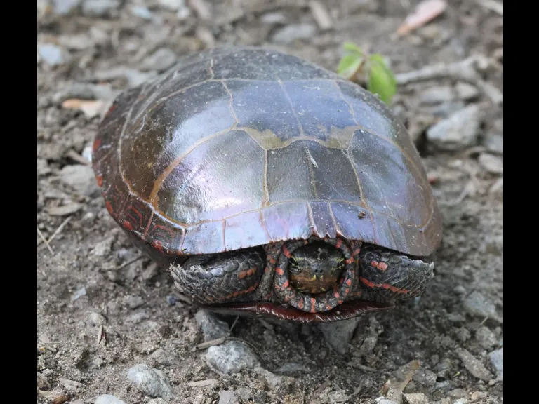 A painted turtle at Hager Pond in Marlborough, photographed by Steve Forman.