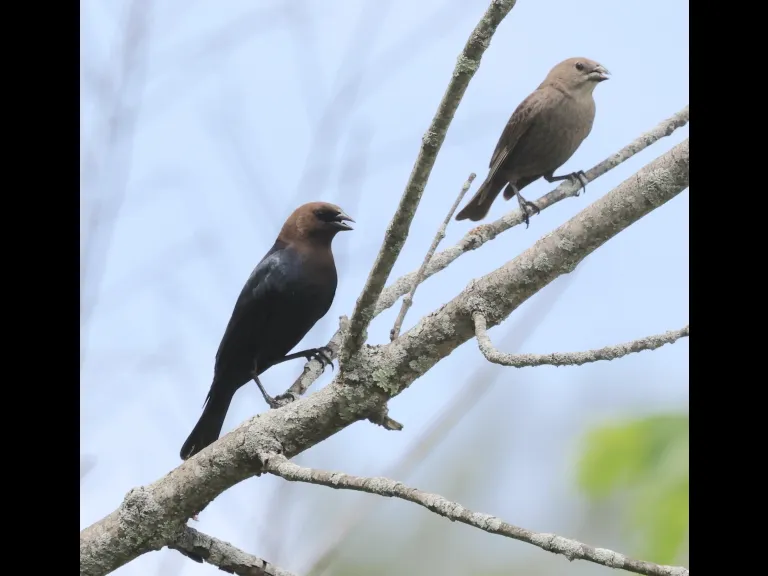 Brown-headed cowbirds at Breakneck Hill Conservation Land in Southborough, photographed by Steve Forman.