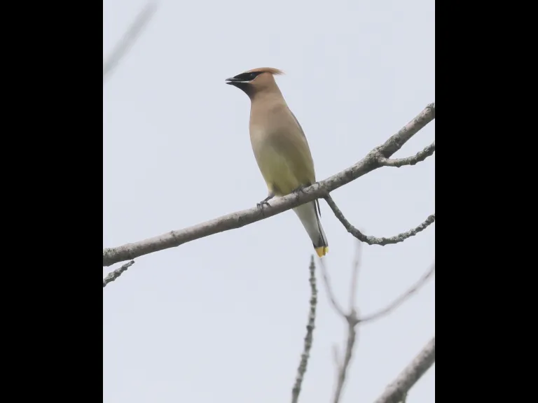 A cedar waxwing at Breakneck Hill Conservation Land in Southborough, photographed by Steve Forman.