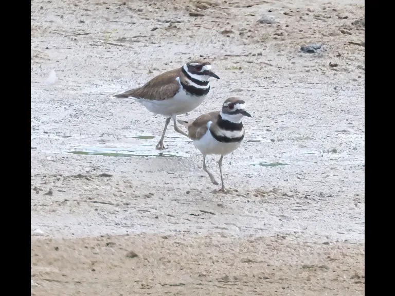Killdeer at Breakneck Hill Conservation Land in Southborough, photographed by Steve Forman.