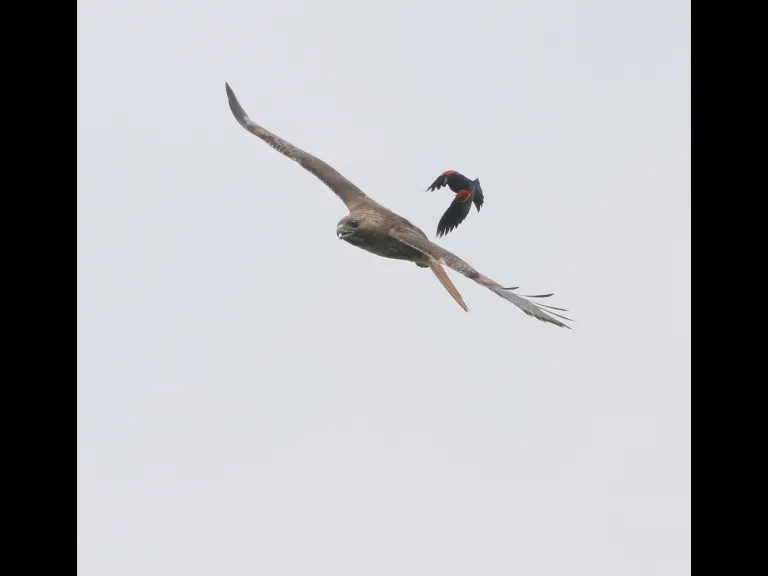 A red-tailed hawk being chased by a red-winged blackbird at Breakneck Hill Conservation Land in Southborough, photographed by Steve Forman.