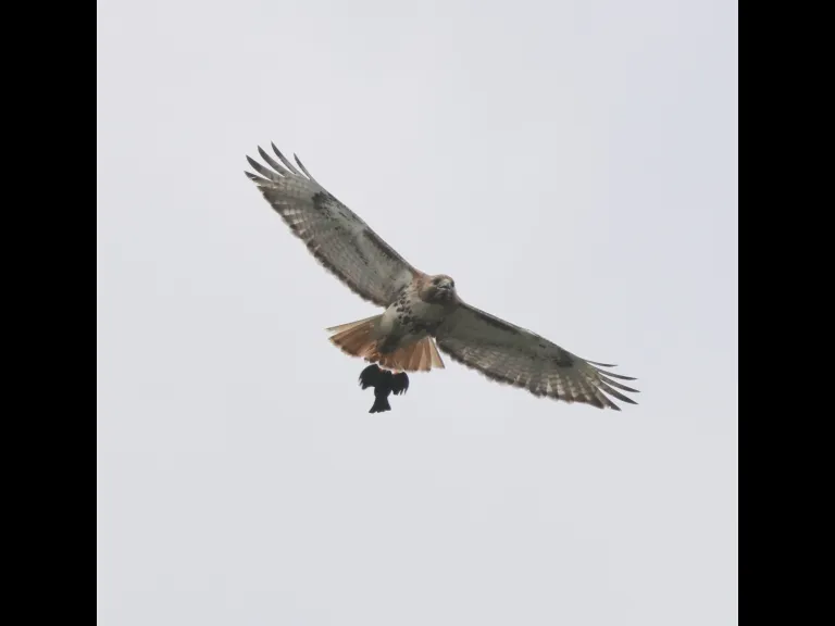 A red-tailed hawk being chased by a red-winged blackbird at Breakneck Hill Conservation Land in Southborough, photographed by Steve Forman.