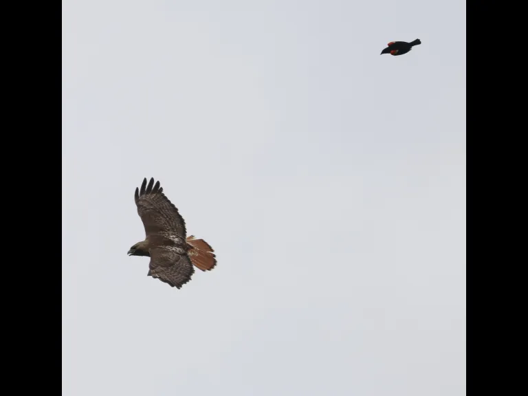 A red-tailed hawk being chased by a red-winged blackbird at Breakneck Hill Conservation Land in Southborough, photographed by Steve Forman.