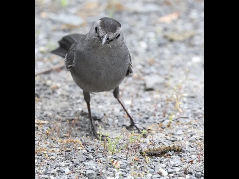 A gray catbird at Hager Pond in Marlborough, photographed by Steve Forman.