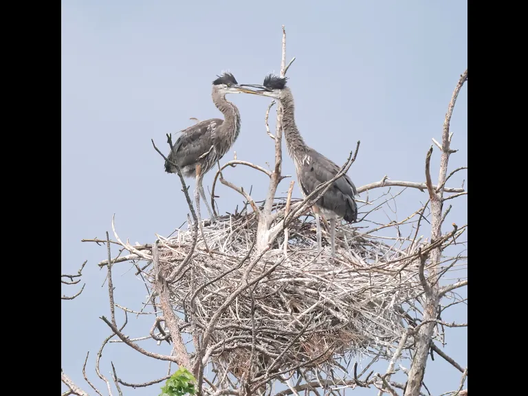 Great blue herons in Southborough, photographed by Steve Forman.