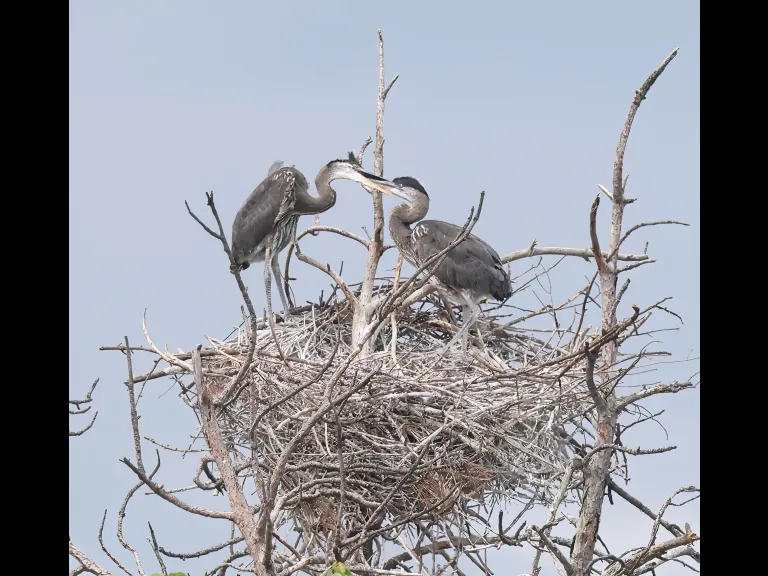 Great blue herons in Southborough, photographed by Steve Forman.