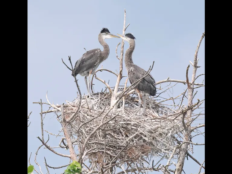Great blue herons in Southborough, photographed by Steve Forman.