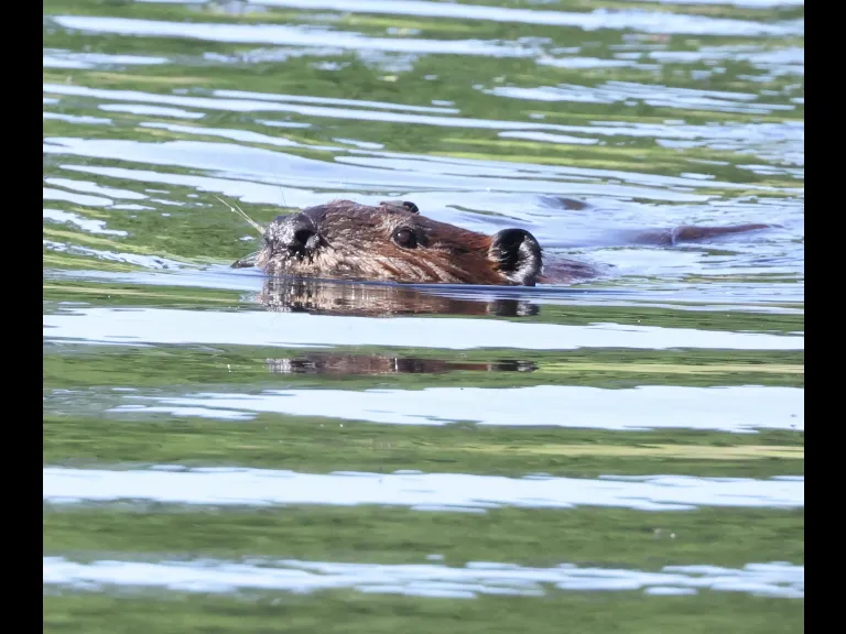 A beaver at Bruce's Pond in Hudson, photographed by Steve Forman.