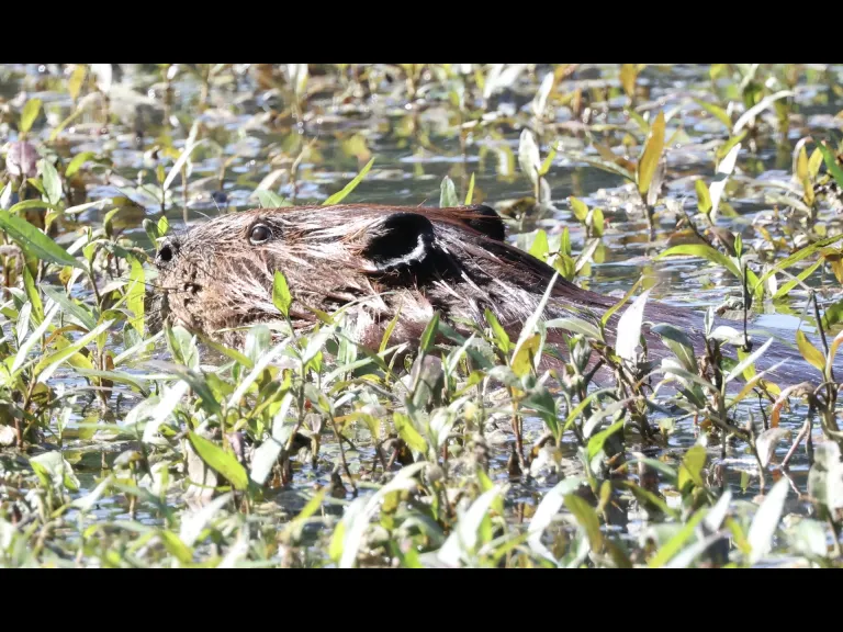 A beaver at Bruce's Pond in Hudson, photographed by Steve Forman.