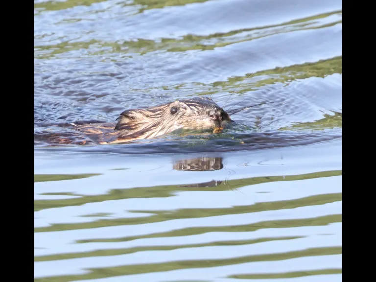 A beaver at Bruce's Pond in Hudson, photographed by Steve Forman.