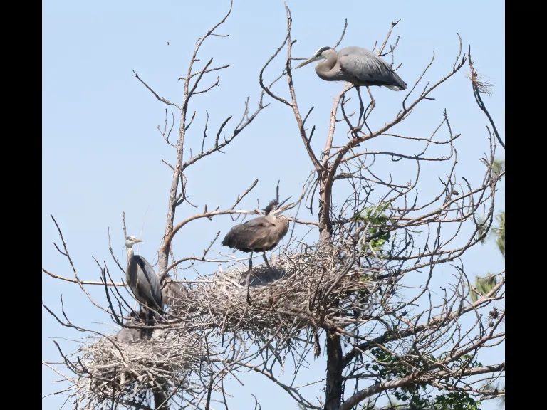 Great blue herons in Southborough, photographed by Steve Forman.