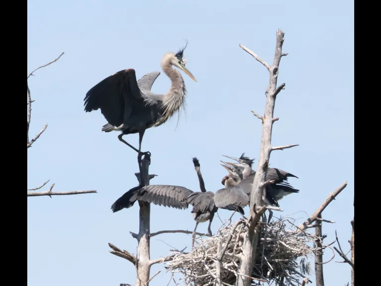 Great blue herons in Southborough, photographed by Steve Forman.
