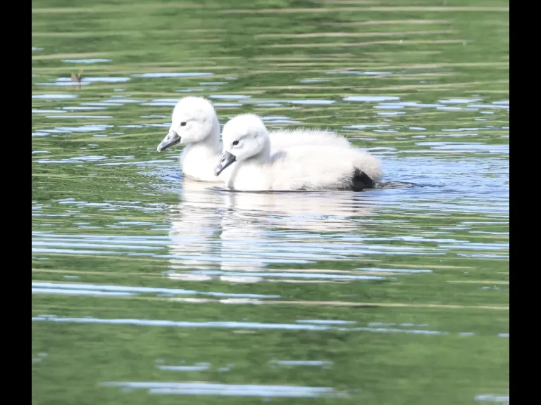 Mute swan cygnets at Bruce's Pond in Hudson, photographed by Steve Forman.