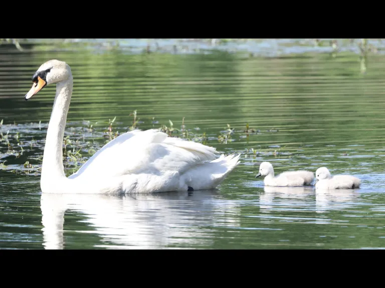 Mute swans at Bruce's Pond in Hudson, photographed by Steve Forman.
