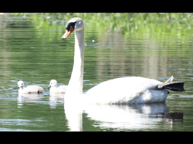 Mute swans at Bruce's Pond in Hudson, photographed by Steve Forman.