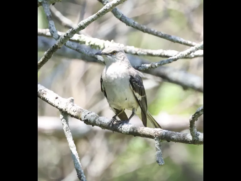 A northern mockingbird at Breakneck Hill Conservation Land in Southborough, photographed by Steve Forman.