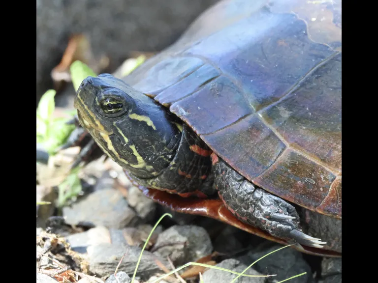 A painted turtle at Hager Pond in Marlborough, photographed by Steve Forman.
