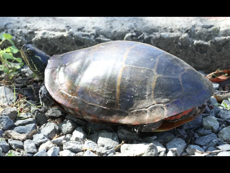 A painted turtle at Hager Pond in Marlborough, photographed by Steve Forman.