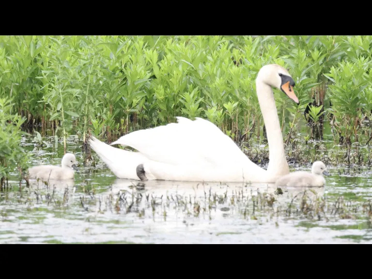 Mute swans at Bruce's Pond in Hudson, photographed by Steve Forman.
