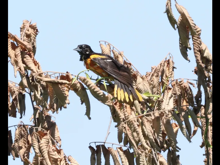 A Baltimore oriole at Breakneck Hill Conservation Land in Southborough, photographed by Steve Forman.