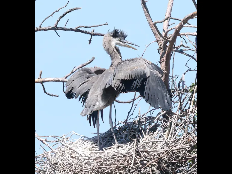 A great blue heron in Southborough, photographed by Steve Forman.