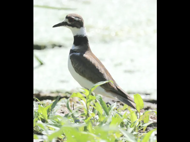 A killdeer at Grist Mill Pond in Sudbury, photographed by Steve Forman.